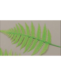 Fern Leaves For Display (10 Pack)
